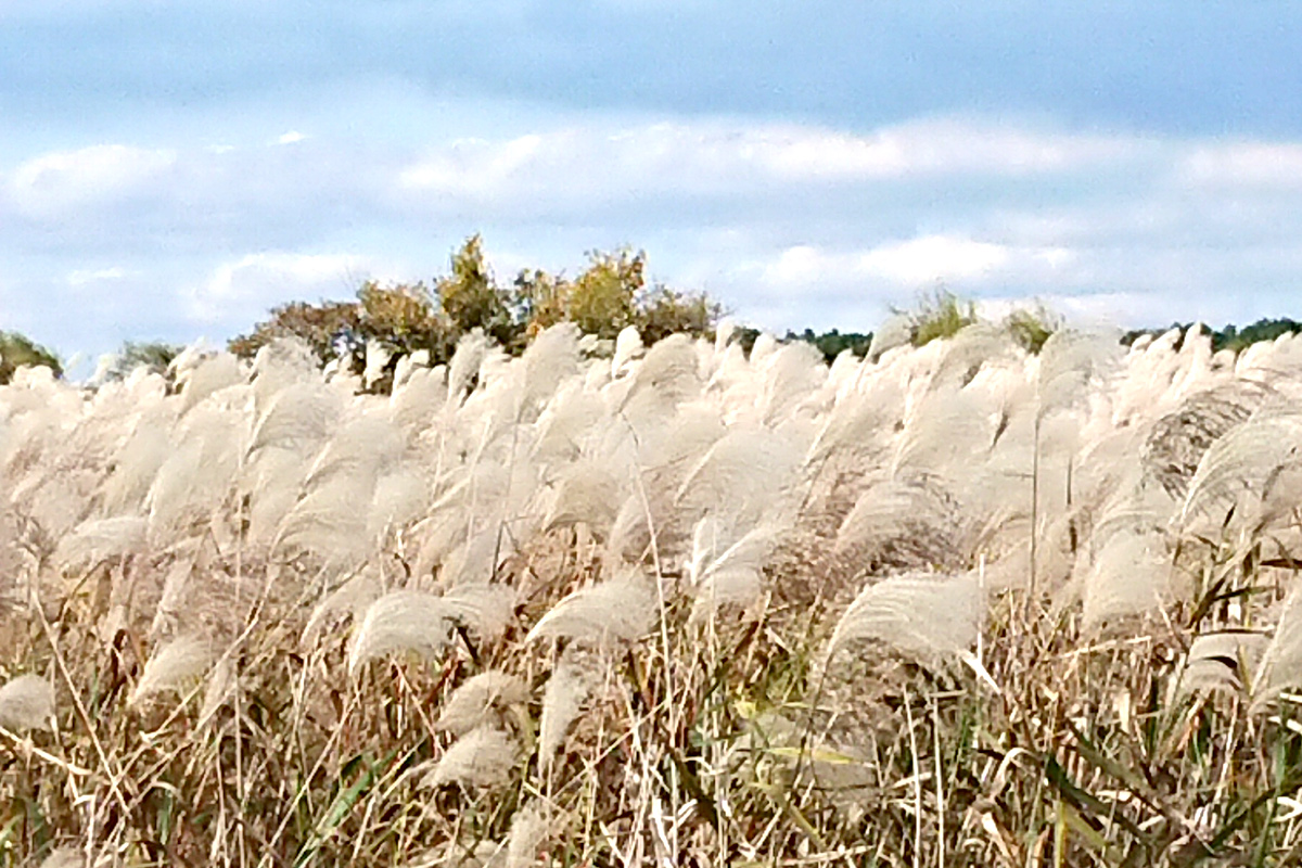 There are many silver grasses on the riverbanks.