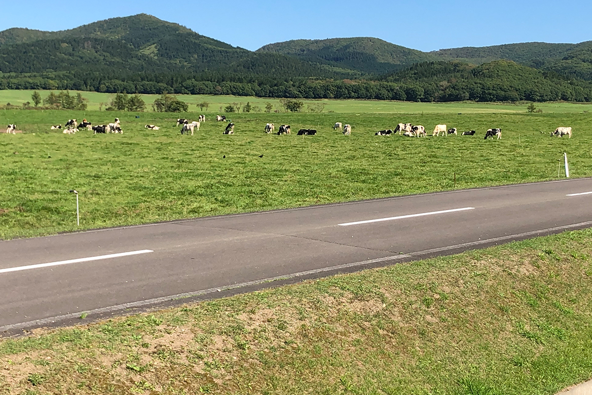 Stop by the ranch to view the cows!