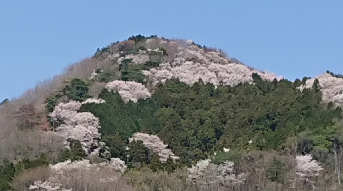 Kameoka City also has mountains. The quality of the image may be a little rough and difficult to see, but these are said to be cherry blossoms blooming in the mountains.