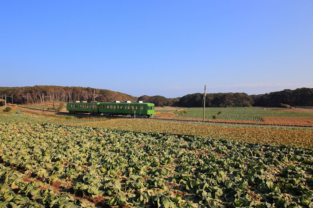 At times, trains pass by the cabbage fields.