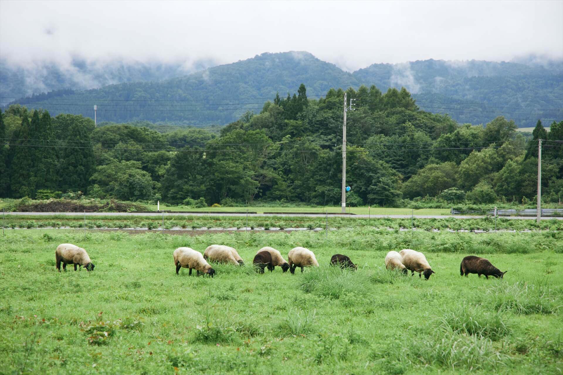 Although they are used for meat, they can also be used for wool.