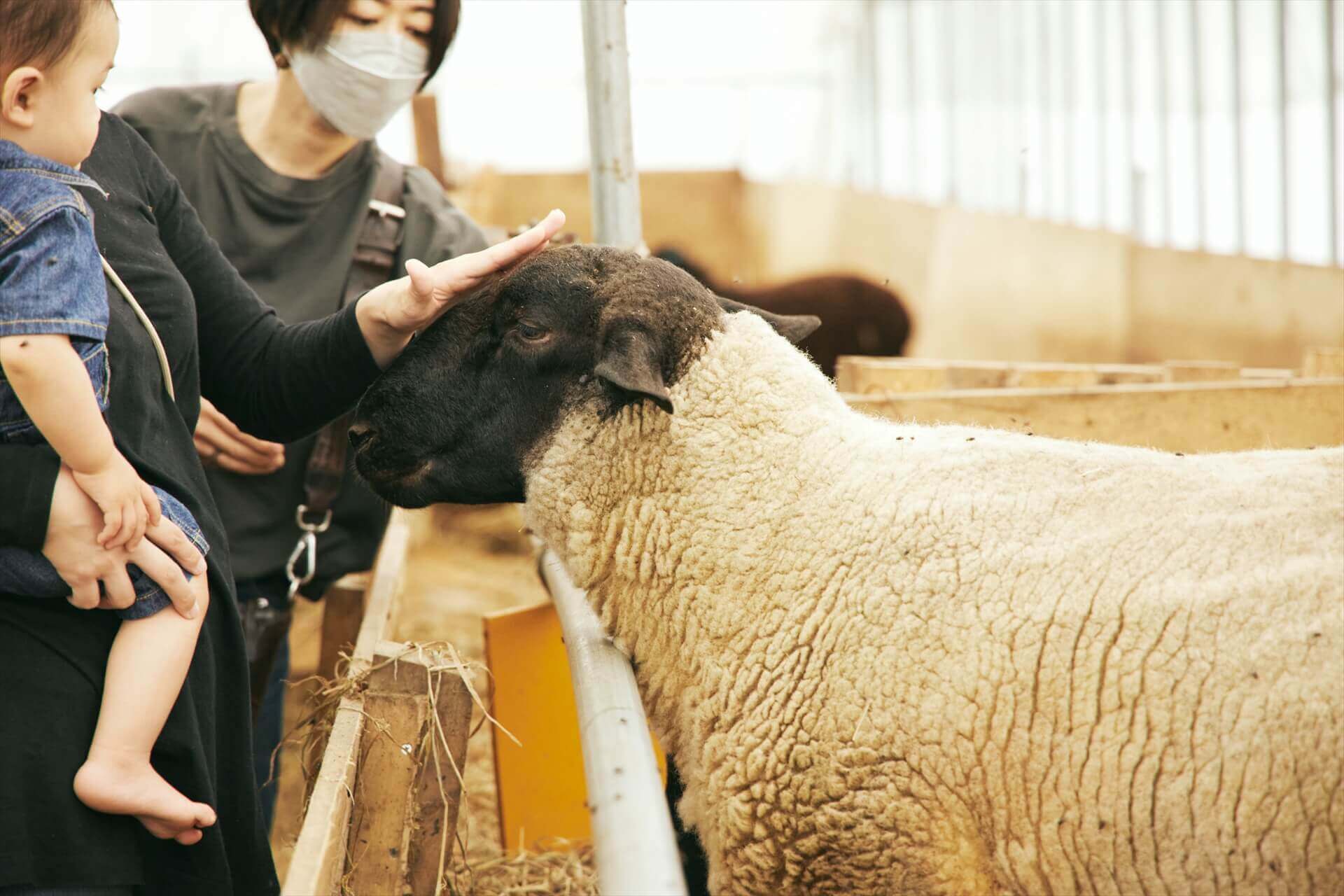 This sheep farm is not usually open to the public. This tour is a special visit for this tour only.