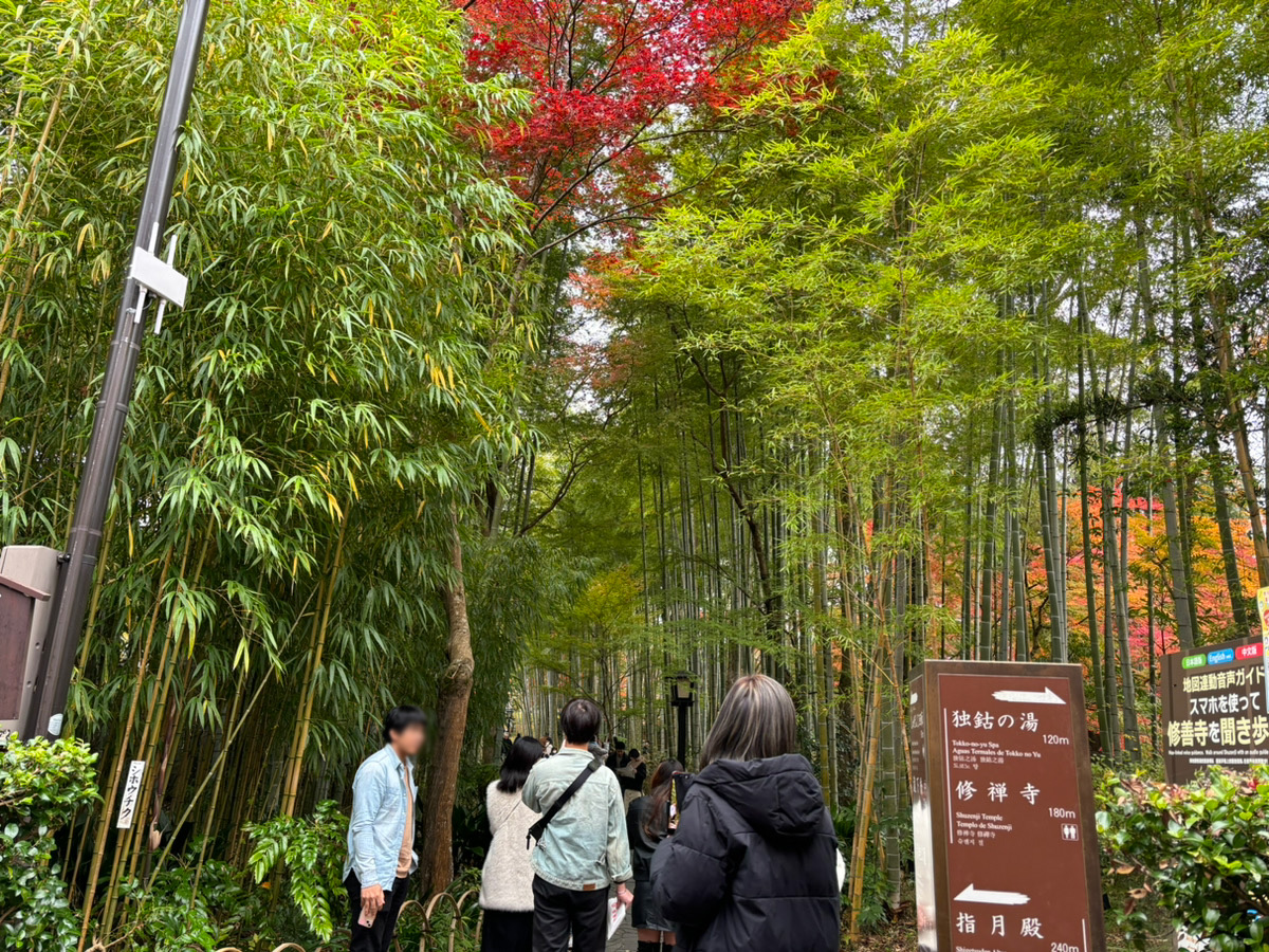 Along the river that runs through the center of the hot spring resort area, there is a walking path through a bamboo grove.