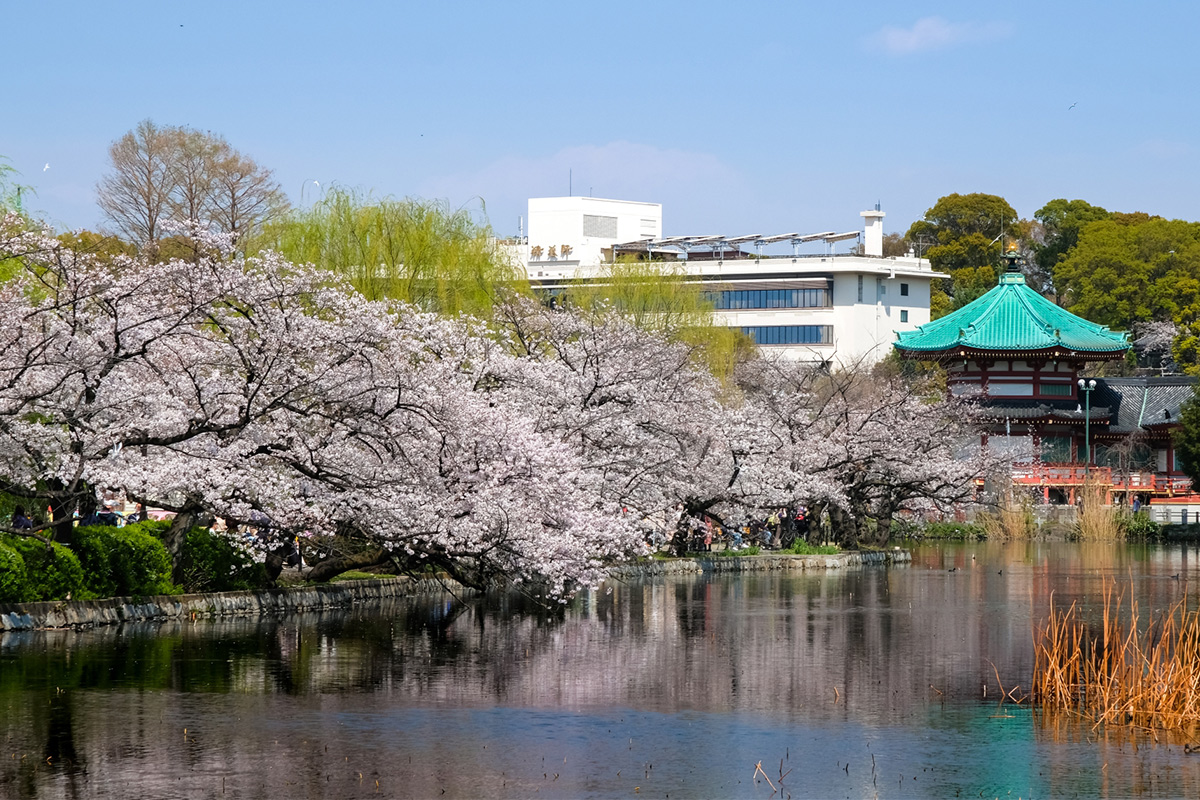 Incidentally, Ueno Park has been known as a cherry blossom viewing spot since the Edo period (1603-1868). 800 cherry trees adorn the park, attracting many cherry blossom viewers.