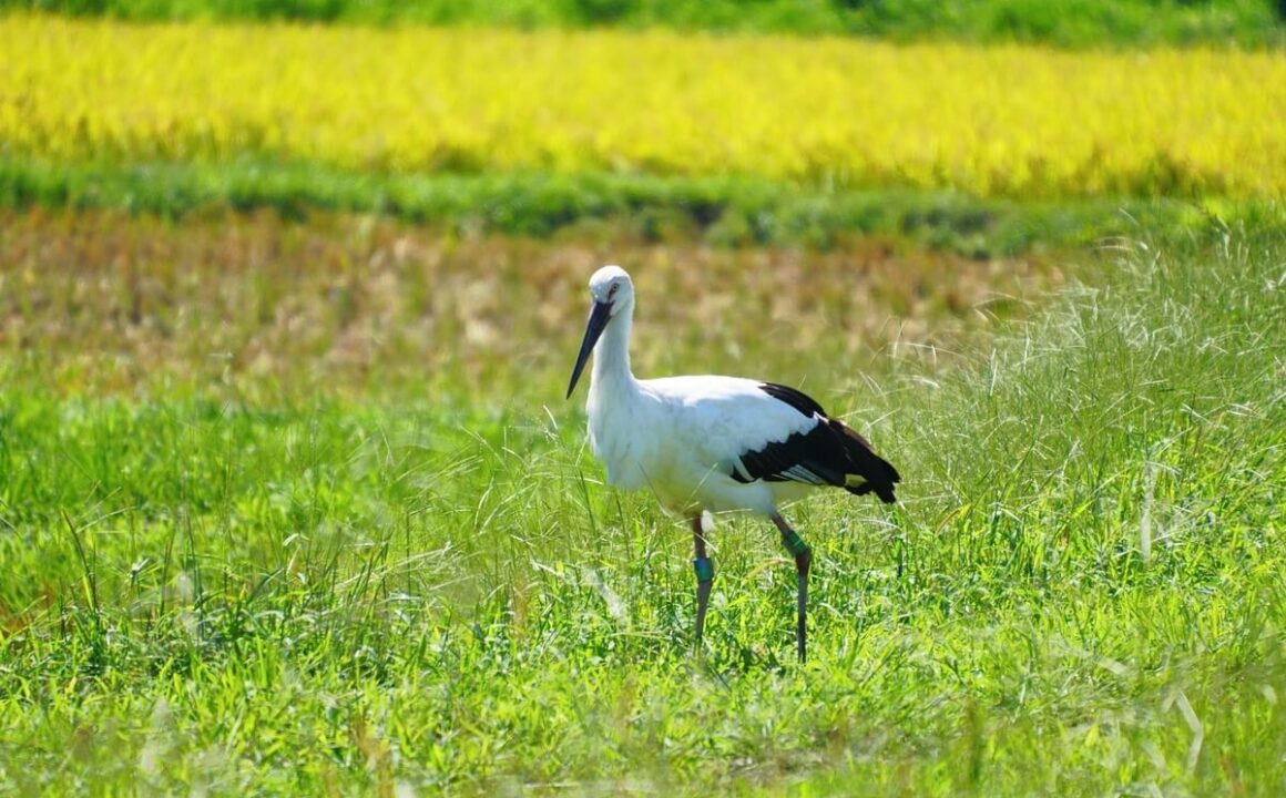 History of Toyooka Kaban and Storks