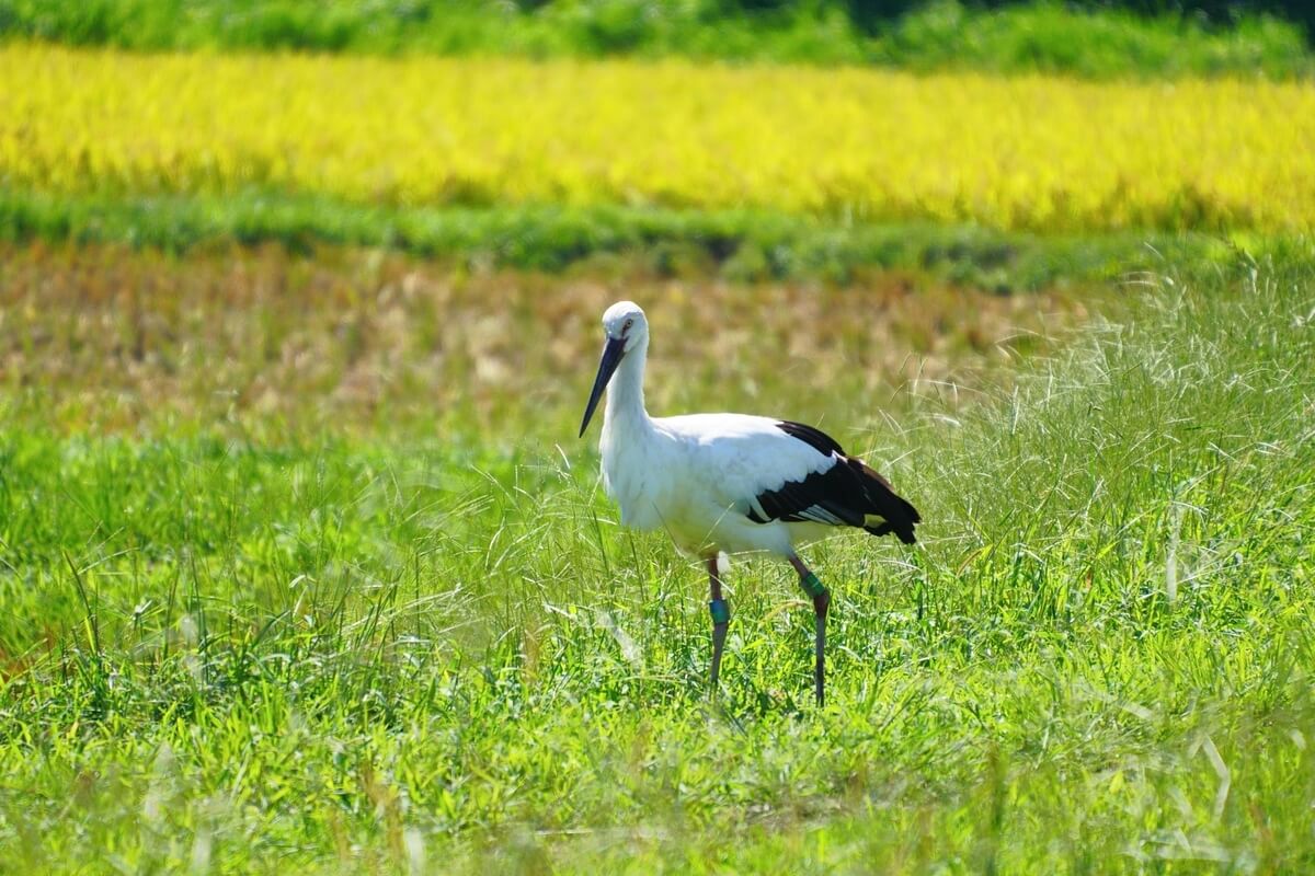 History of Toyooka Kaban and Storks