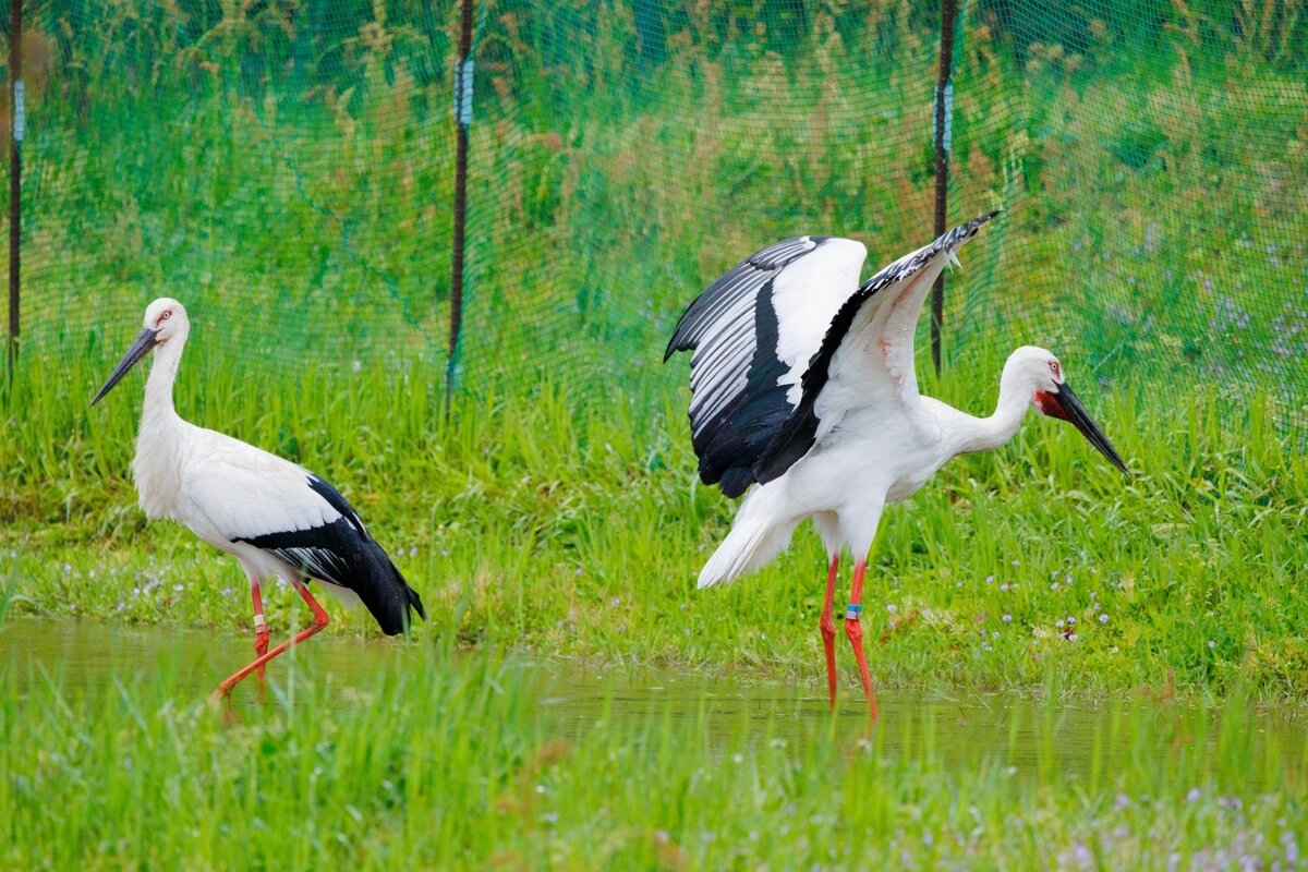 stork (esp. the Oriental stork, Ciconia boyciana)