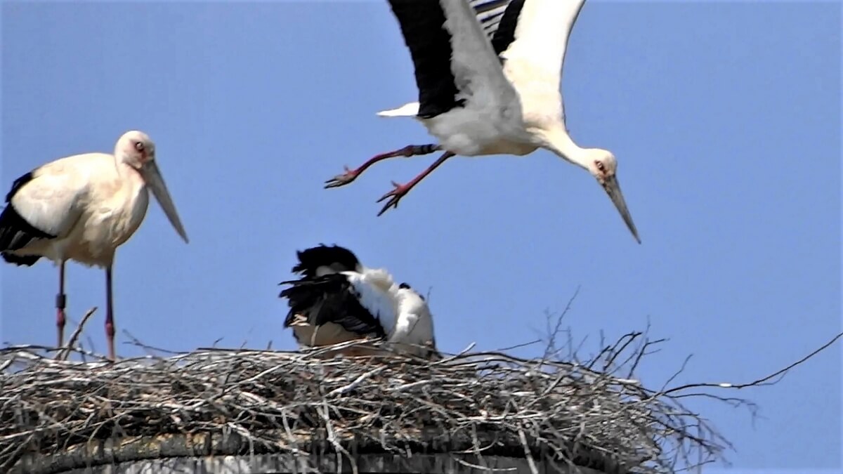 Storks raising their young