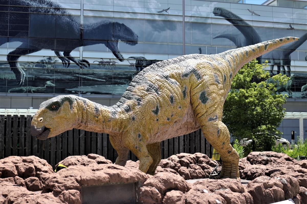 Japan's Largest Excavation of Dinosaur Fossils