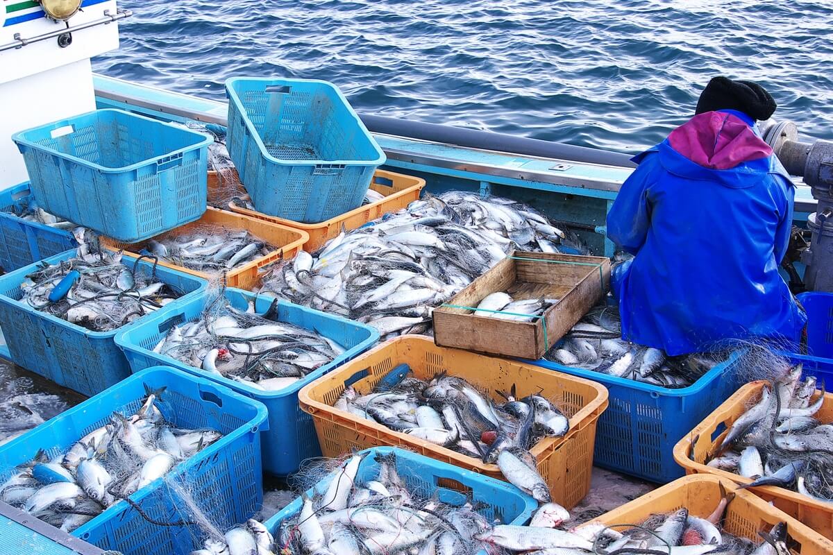 Herring fishing in Otaru