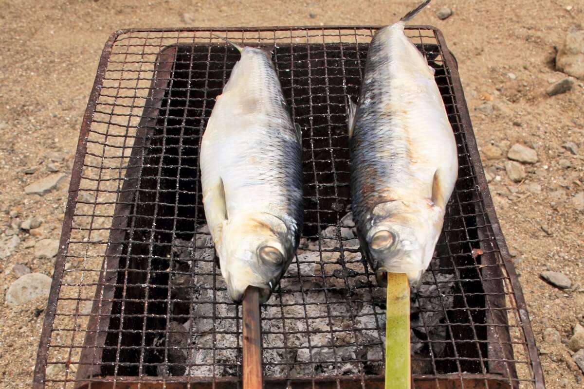 Pacific herring