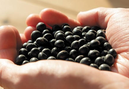 tamba kuromame (black beans) from Hyogo Prefecture