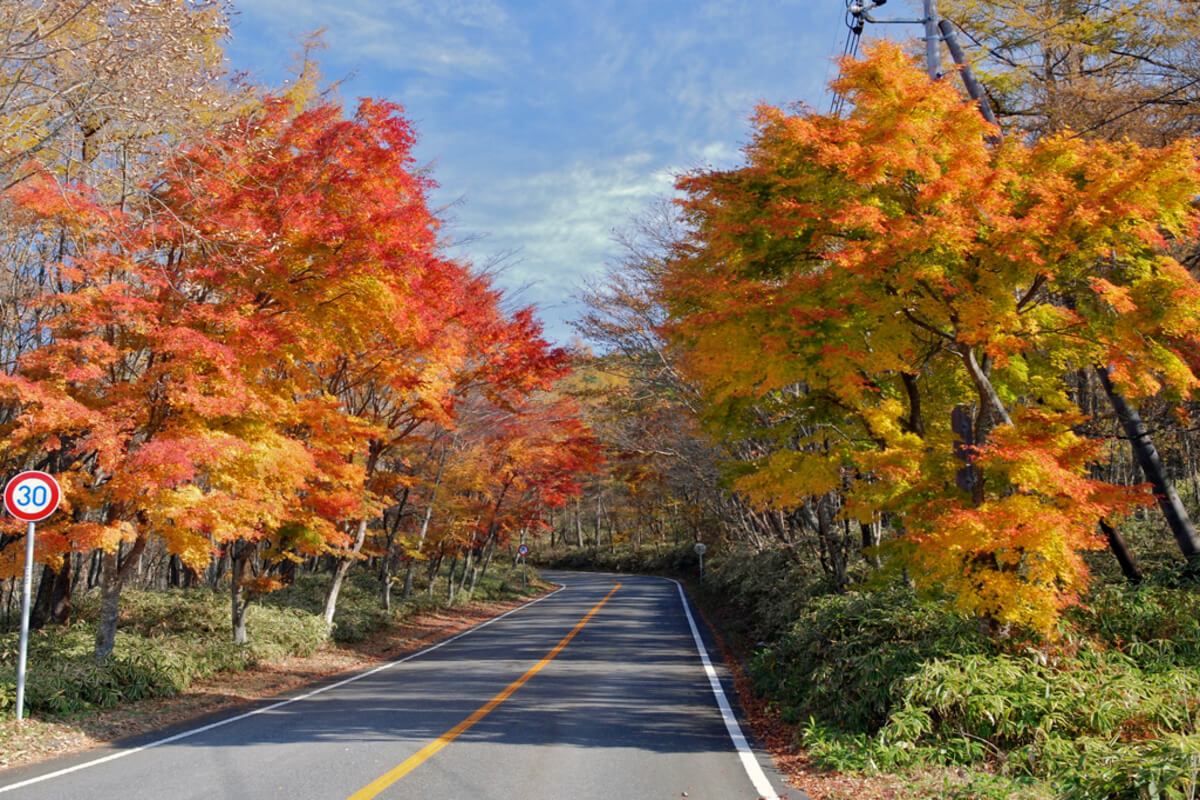 Nichien Momiji Line