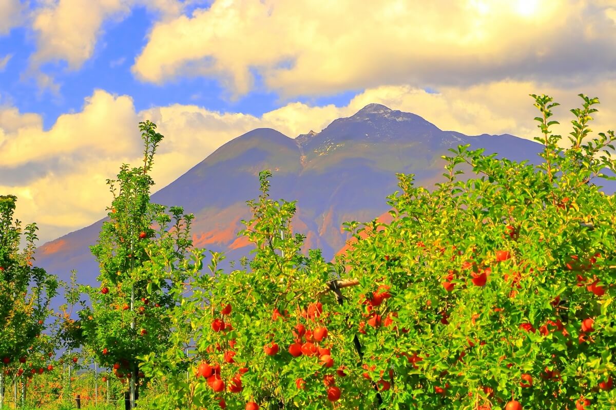 Aomori Prefecture, Japan's largest producer of apples