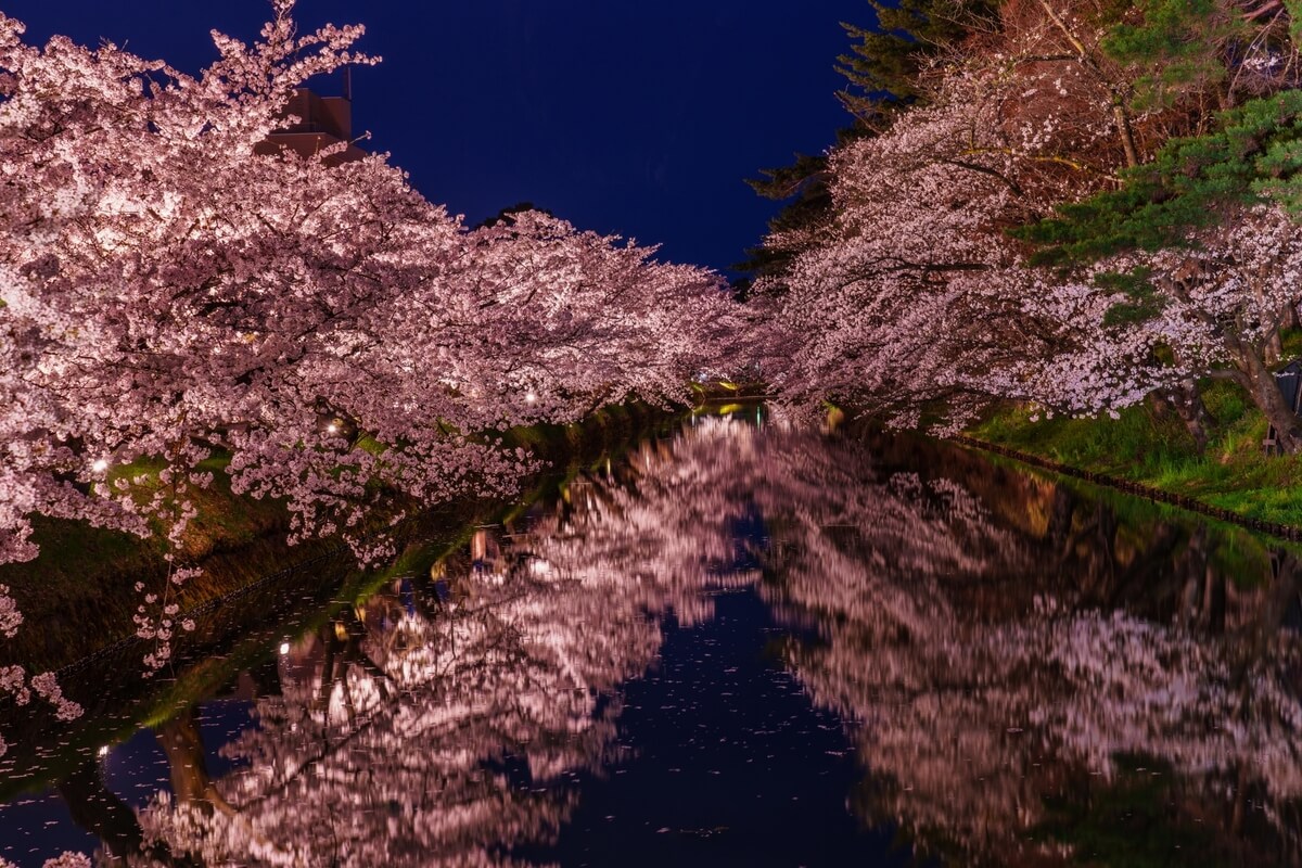 Nighttime Sakura（Cherry Blossom） Light-up at Hirosaki Castle