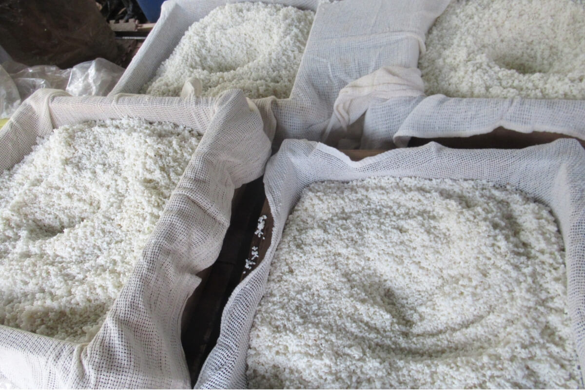 The process of making koji in “traditional sake brewing”