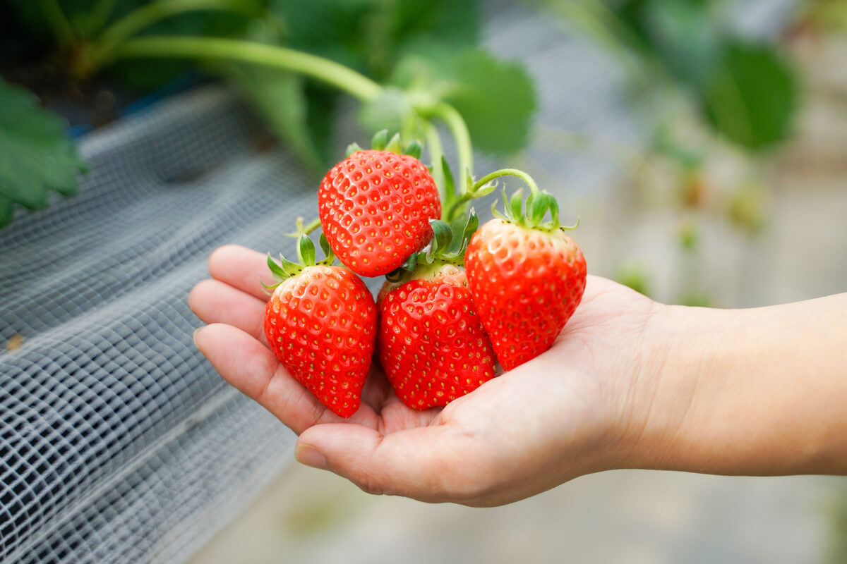 Strawberry
