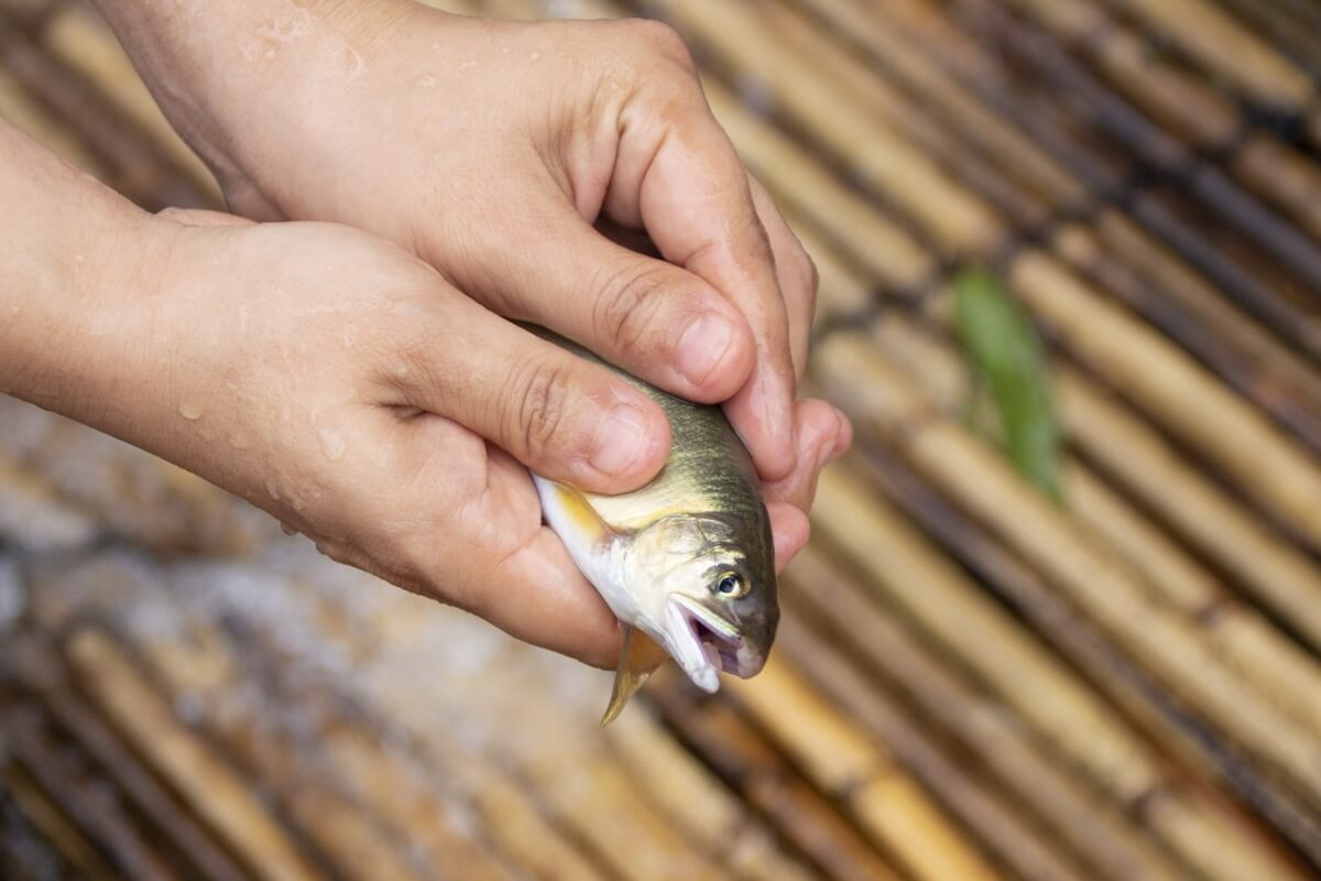 Catching Ayu (sweetfish)