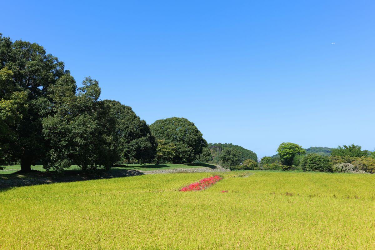 cluster amaryllis (higanbana) blooming in Asuka Village