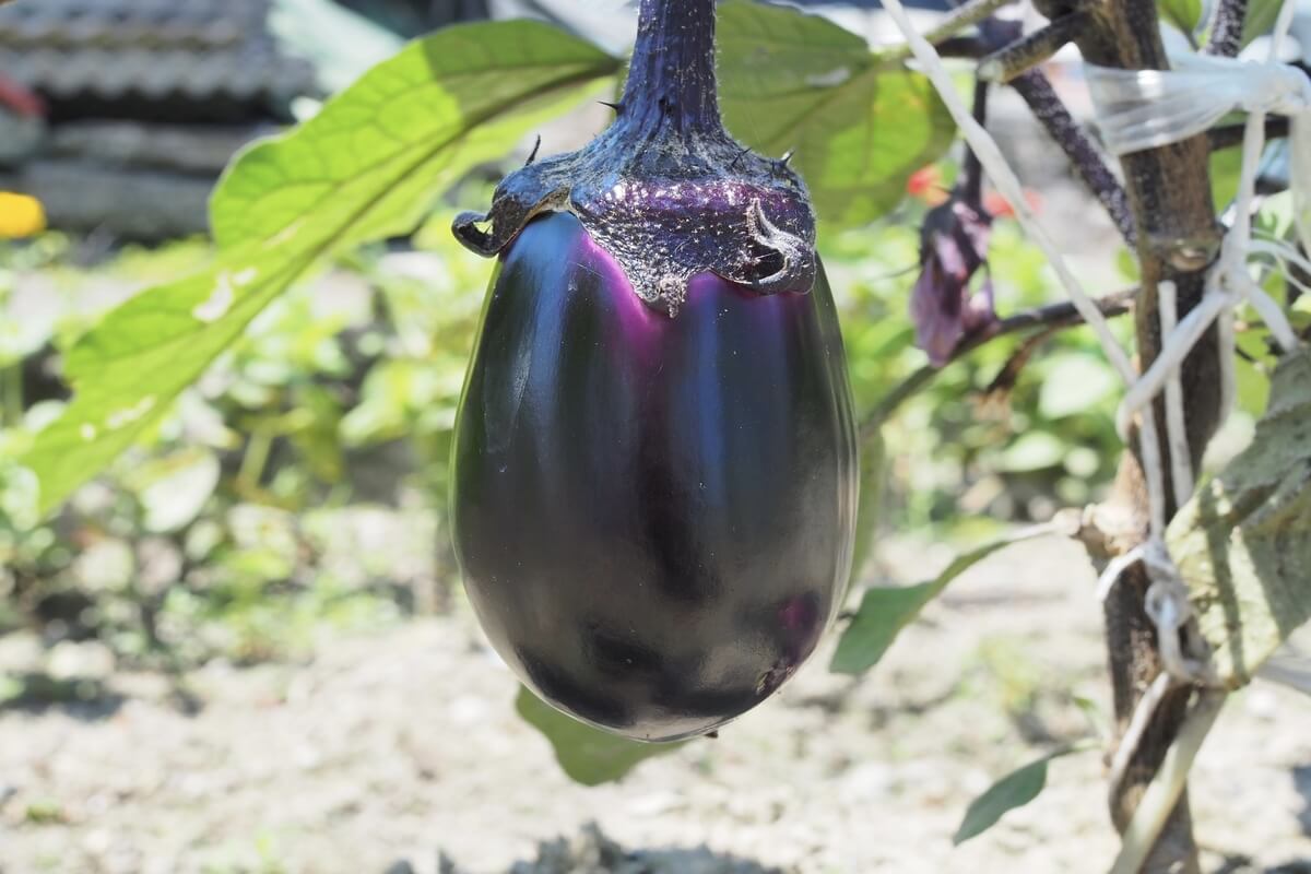 Traditional Vegetable, Senshu Mizunasu (Water Eggplant)