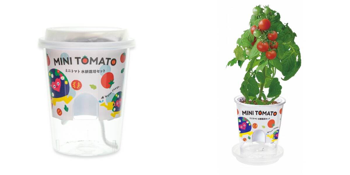 EXPO 2027 Tunku Tunku Hydroponic Growing Kit Mini Tomatoes