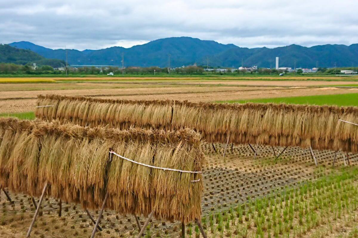Storing straw on Hasagi (drying rice stalks)