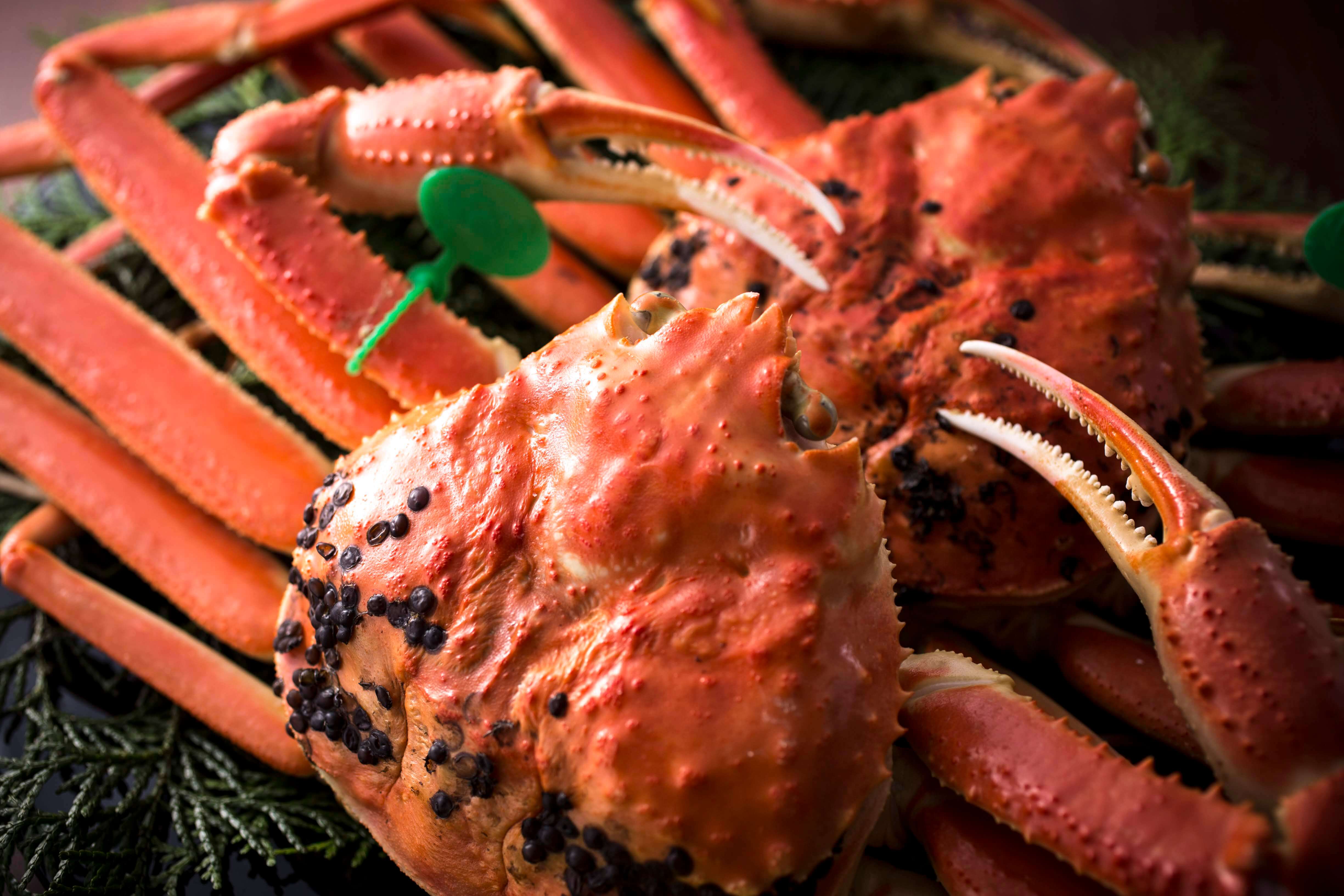 Kyoto's Tango Region Winter Delicacy: Matsuba Crab (Snow Crab)