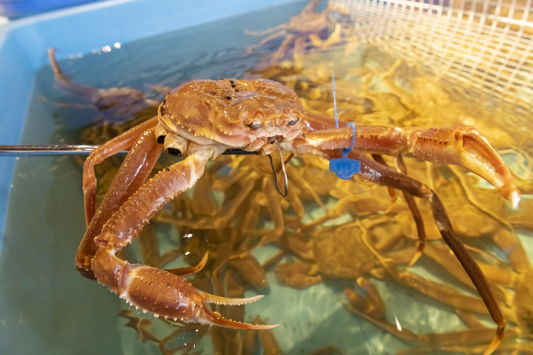 Choose your own live local crab straight from the tank—not frozen