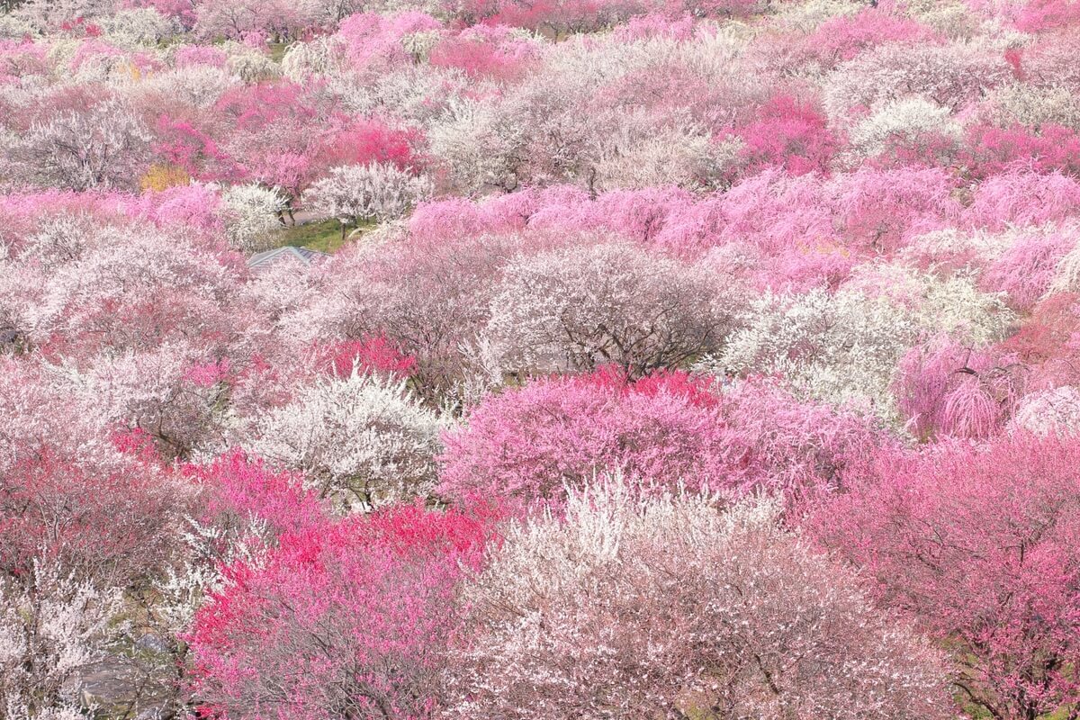 Best time to view plum blossoms