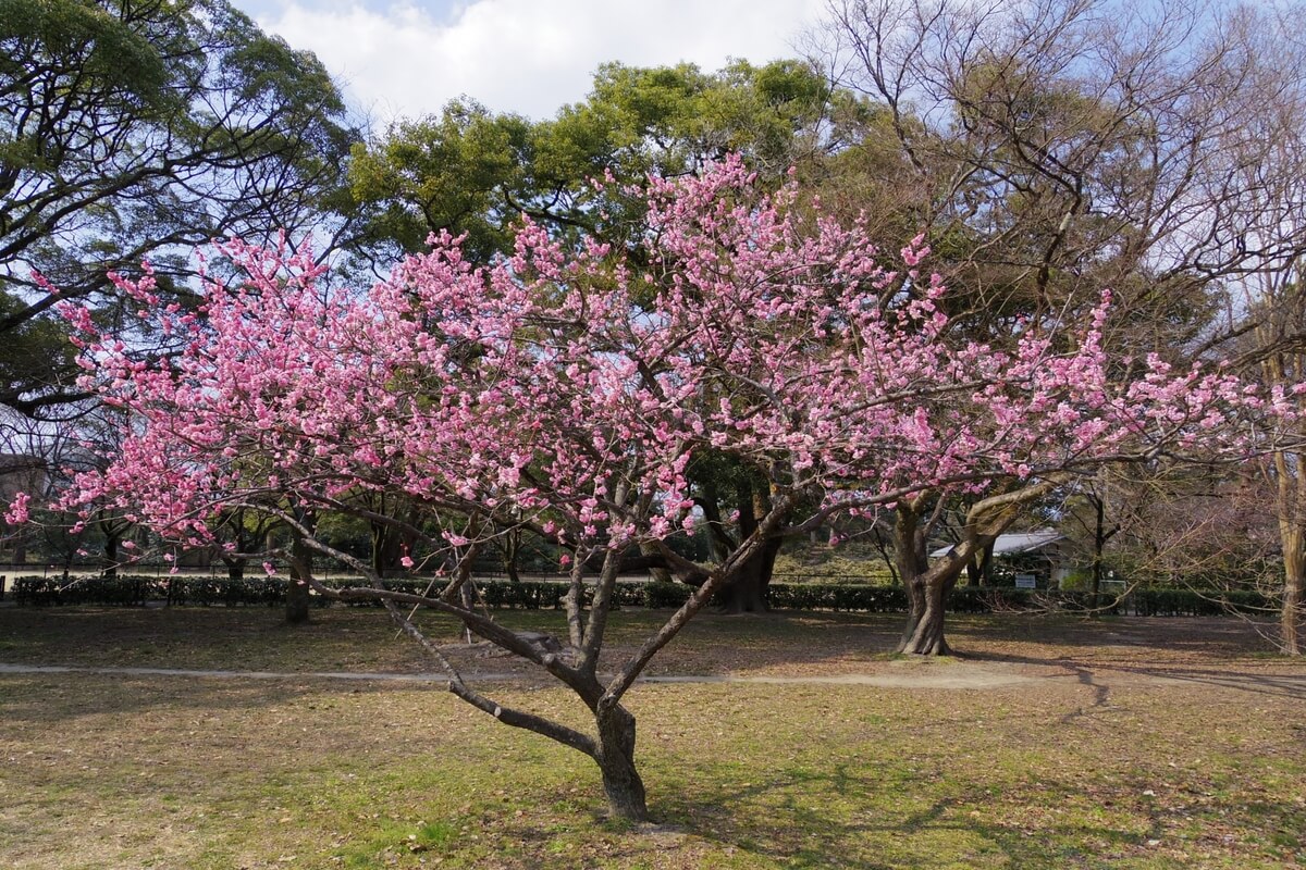 The plum tree featured in the Manyoshu