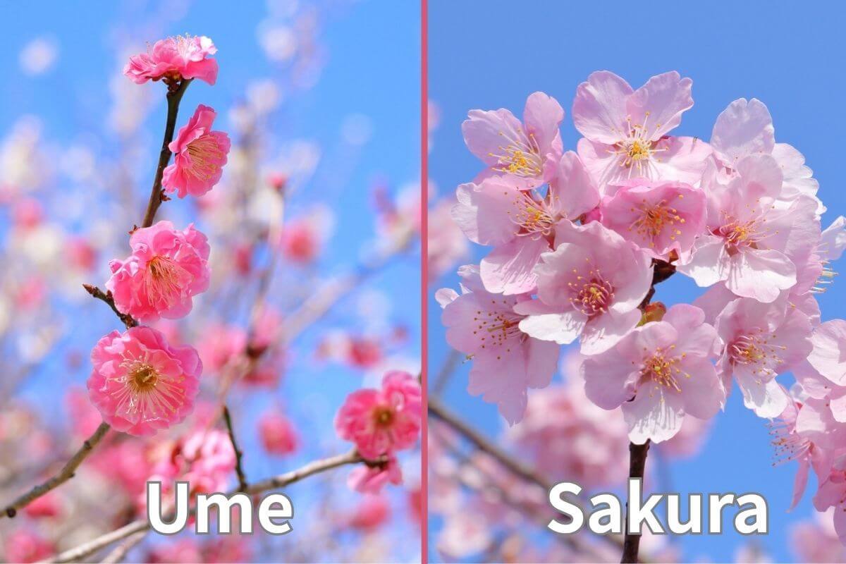 Plum and Cherry Blossoms