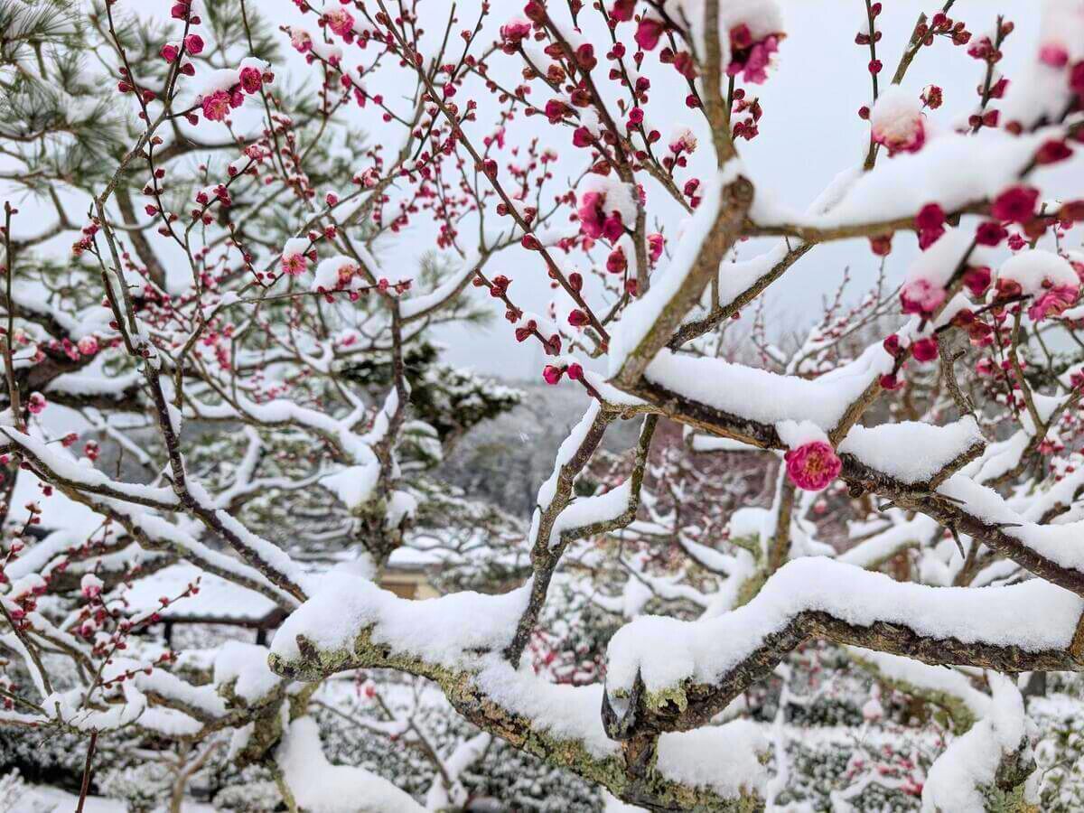 Snow and Plum Blossoms Collaboration