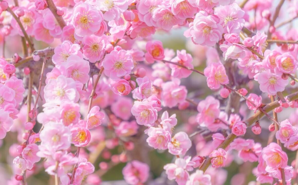 The arrival of spring in Japan. The plum blossoms bloom.