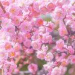 The arrival of spring in Japan. The plum blossoms bloom.