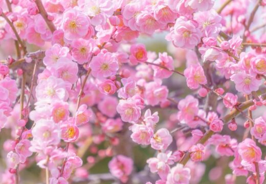 The arrival of spring in Japan. The plum blossoms bloom.