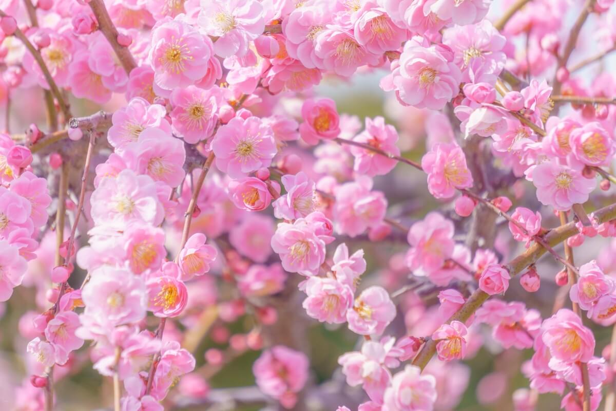 The arrival of spring in Japan. The plum blossoms bloom.