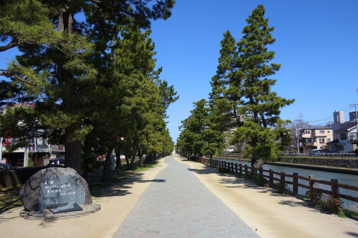 Soka Matsubara's pine tree-lined avenue