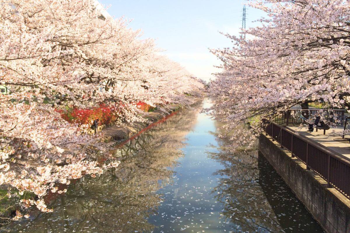 Sakura Spots in Soka City: Kasai Irrigation Canal