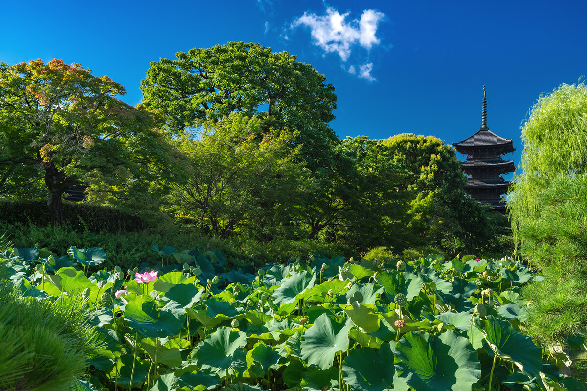 To-ji Temple: The Lotus Pond and the Five-Story Pagoda