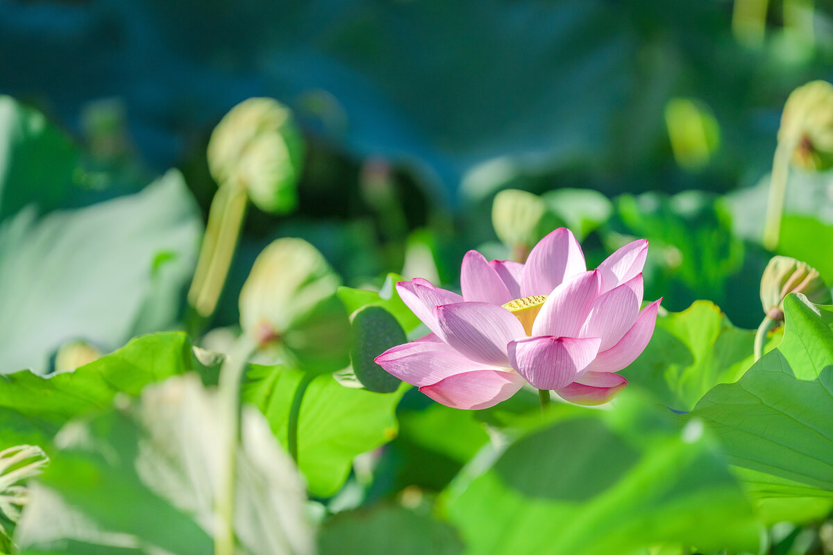 The lotus flowers at To-ji Temple, visible only on summer mornings