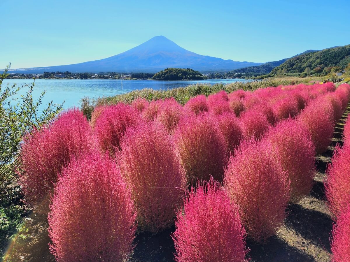 Oishi Park