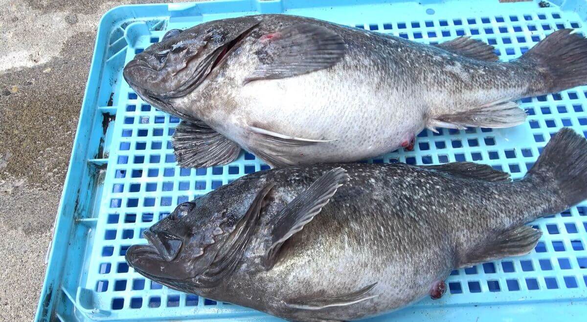 Freshly Caught Kurosoi (black rockfish)