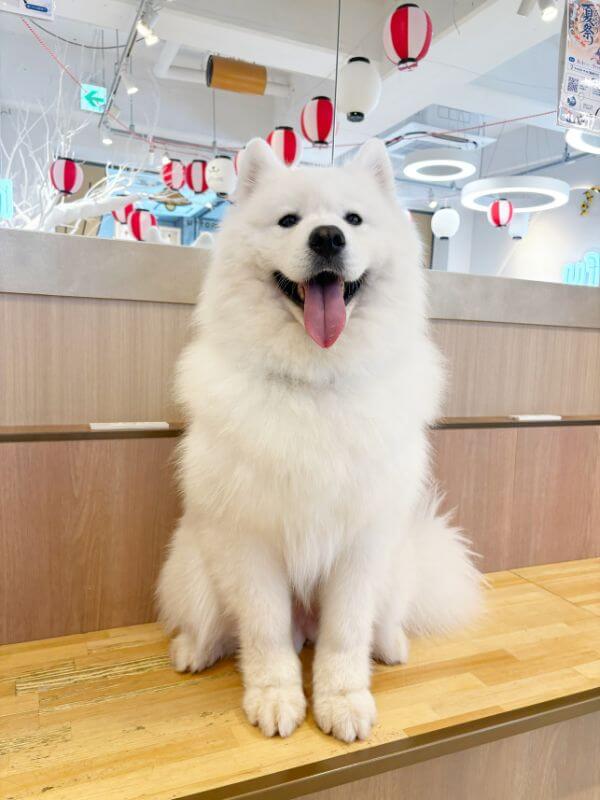 The “Samoyed,” a large dog breed native to Siberia