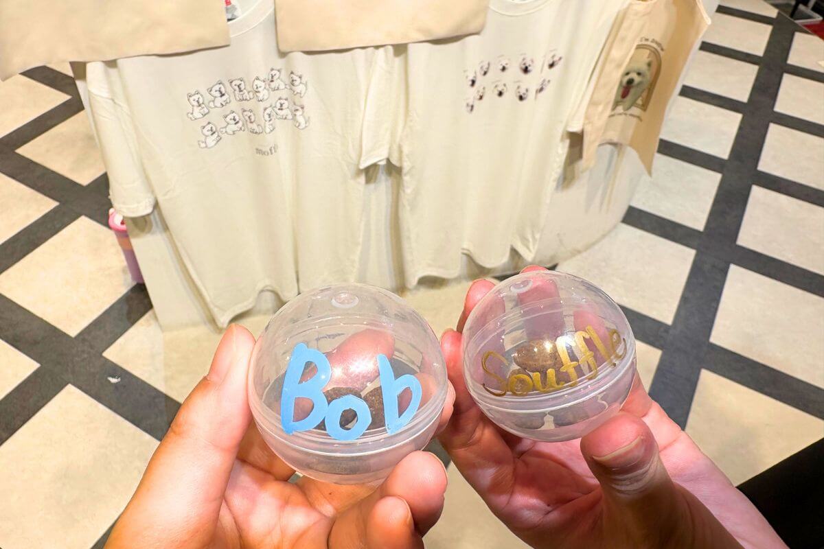 Samoyed Cafe moffu: Capsule, the Cafe's Mascot Dog