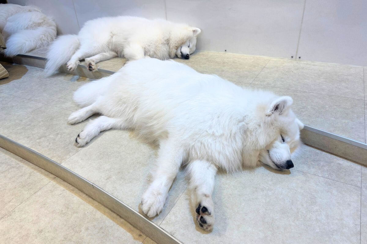 Samoyeds taking a nap