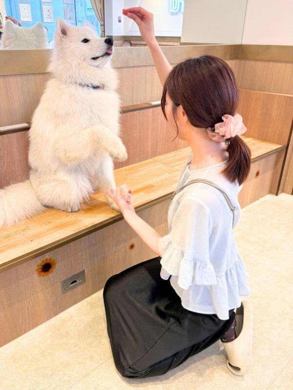 Giving a Samoyed a treat as a reward