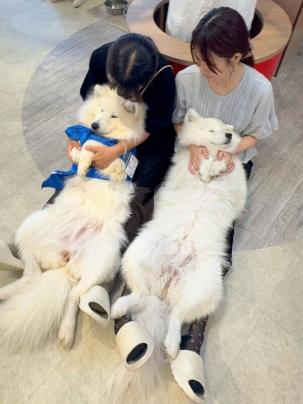 Option for Photos While Holding the dog