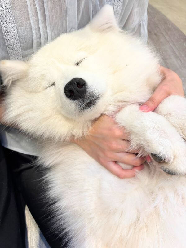 A Samoyed sleeping soundly