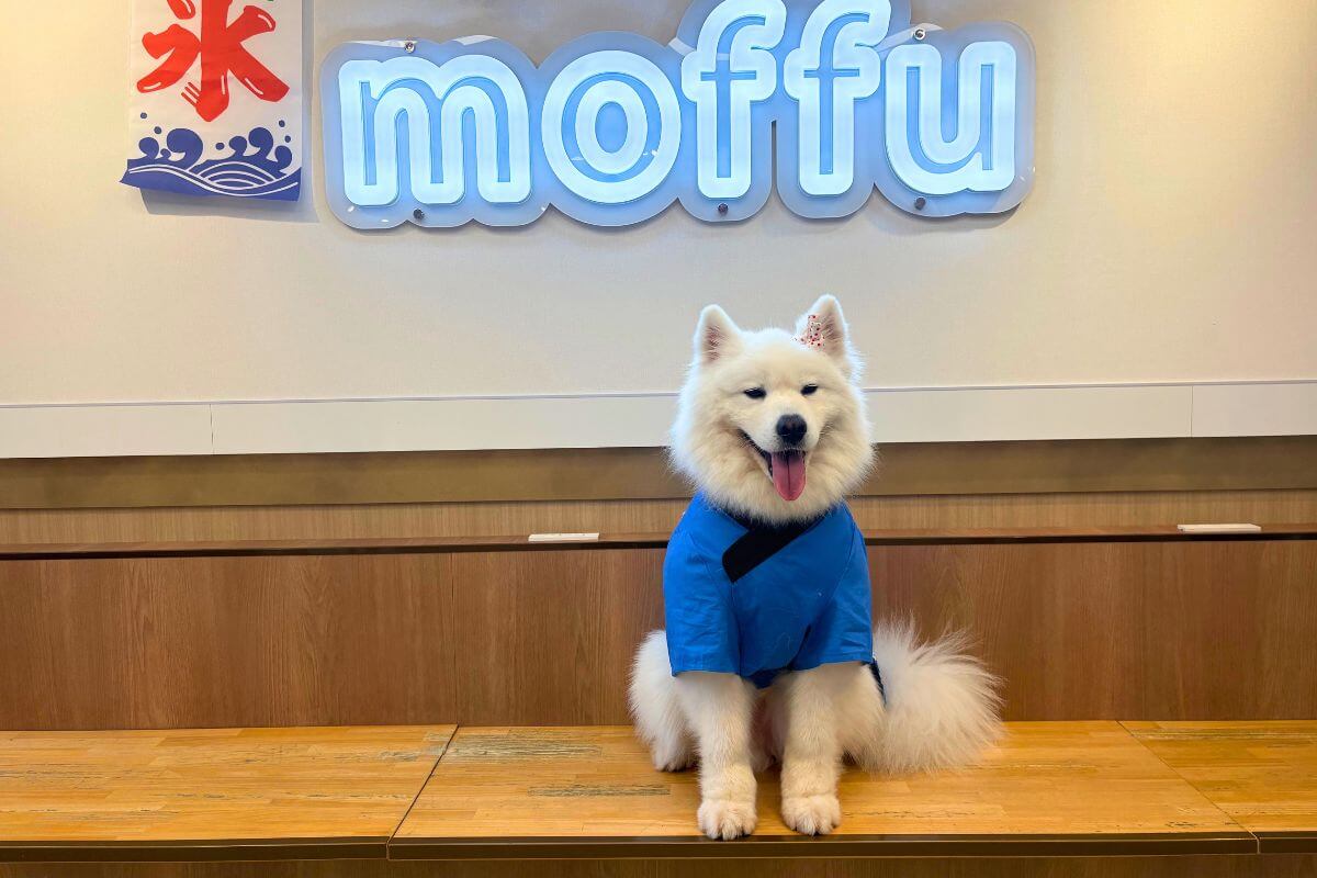Take a photo with a Samoyed wearing a happi coat