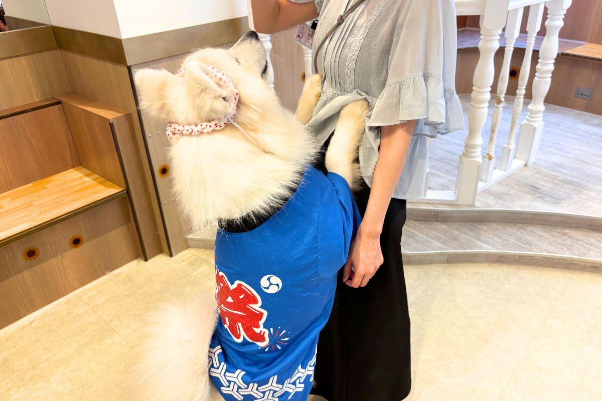 Take a photo with a Samoyed wearing a happi coat